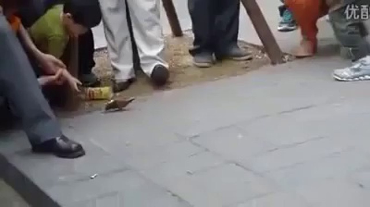 Piggiepan Birds