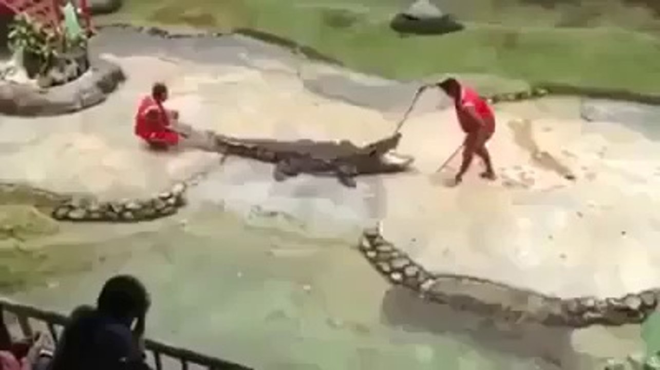 Playing with Crocodile