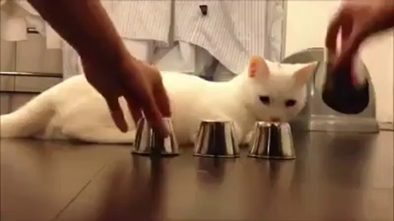 Very Intelligent Kitty