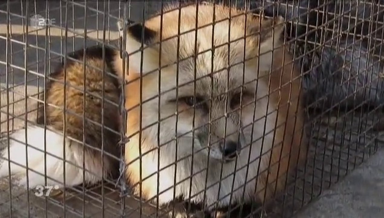 Gift auf unserer Haut - Leder und Pelze für Deutschland