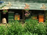 Het gaat nog steeds slecht met bijen: Het is pure waanzin - RTV Noord