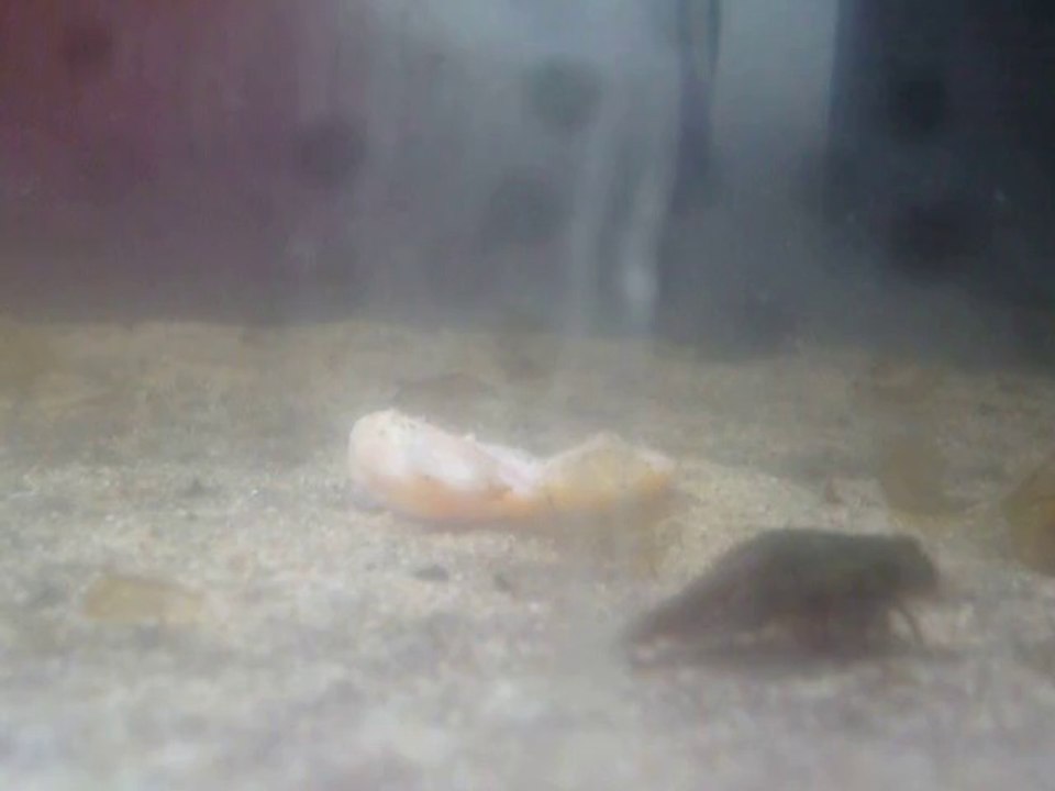 Lachfilet im Triopsbecken