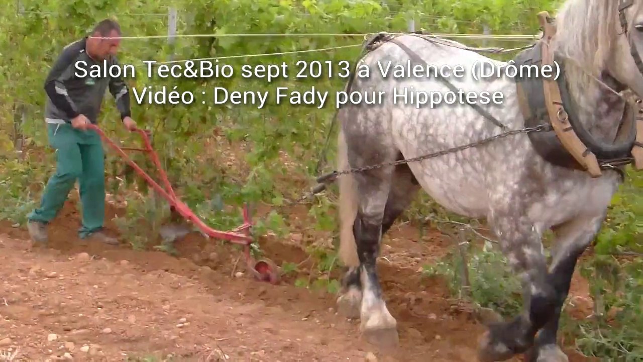 Décavaillonnage de la vigne au cheval