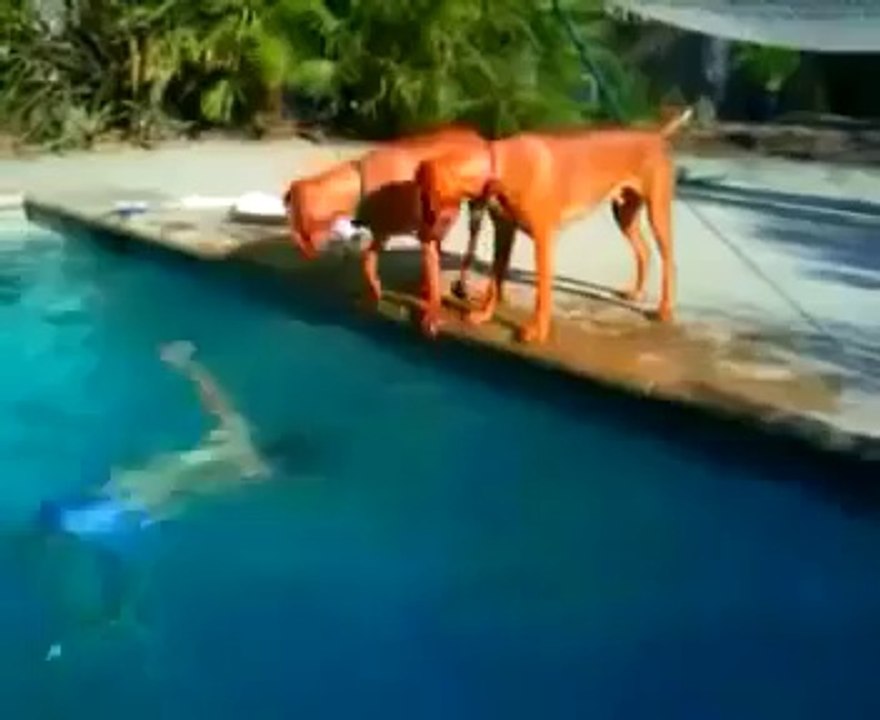 Köpeklerdeki vefa duygusu çok kuvvetli..