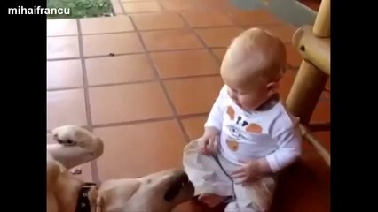 Funny Videos Of Labrador Dogs Compilation 2014 [NEW]