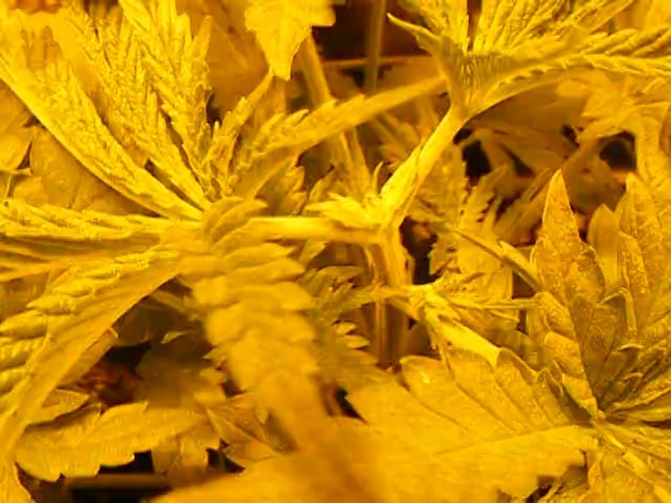 DSCF0209