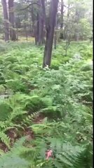 99.9% REAL BIGFOOT FOOTAGE