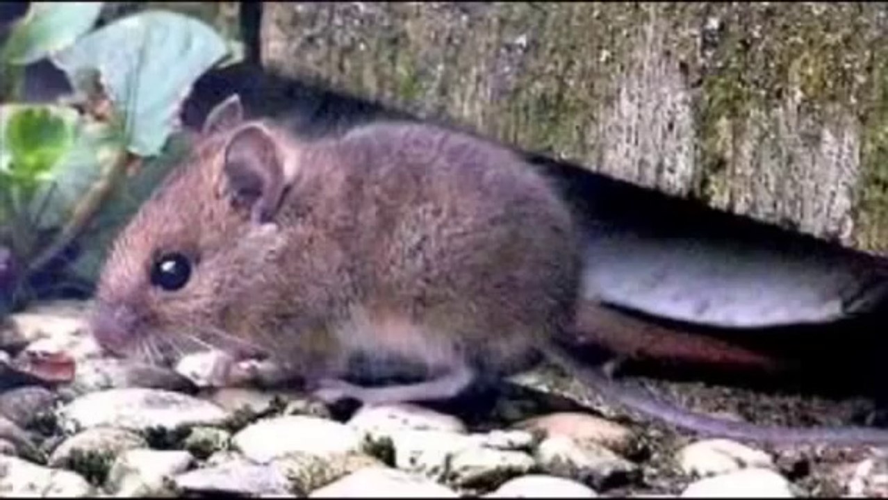 EPIC RAP BATTLE - PITBULL VS. EMINEM - LIVE