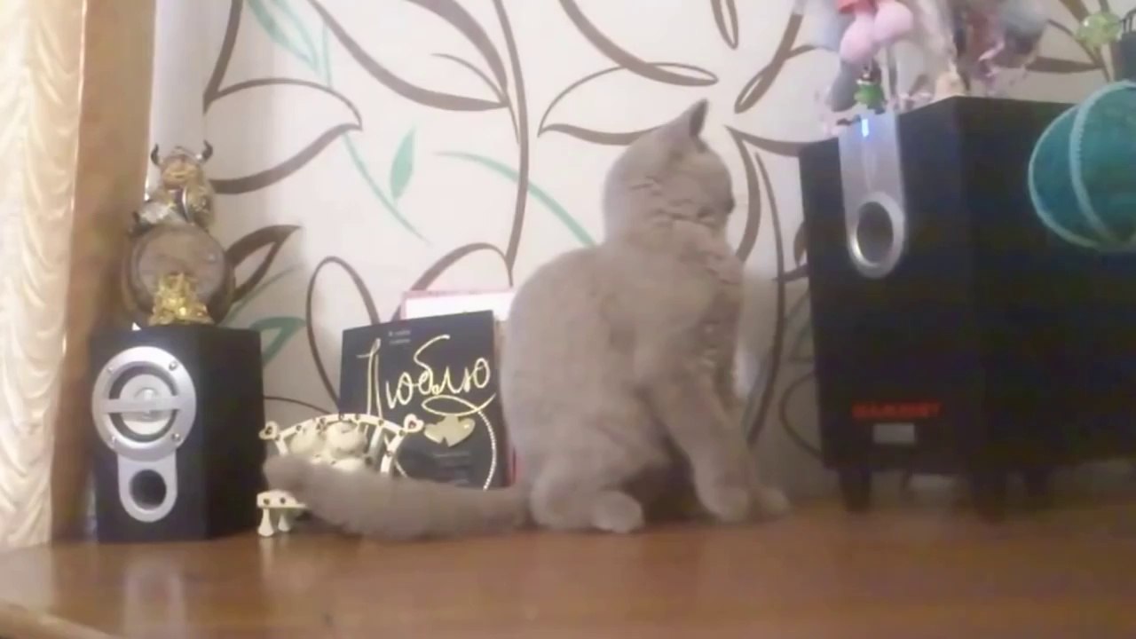 Basdan Çıkan Hava İle Mücadele Eden Kedi