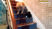 Kediden Tırsıp Merdivenden İnemeyen Köpek