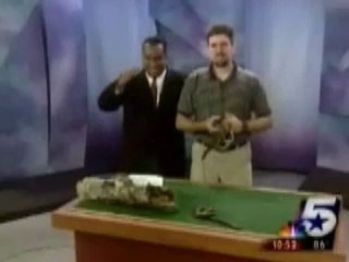 Hilarious Reptile Attack Fails 🦎😂