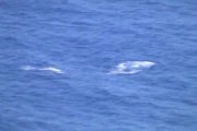Whales Breaching in Hawaii – Part 1