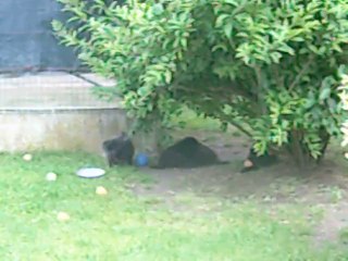 12 juillet 2014 (1) : 5.5 semaines