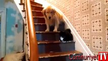 Kediden korkup merdiven inemeyen köpek