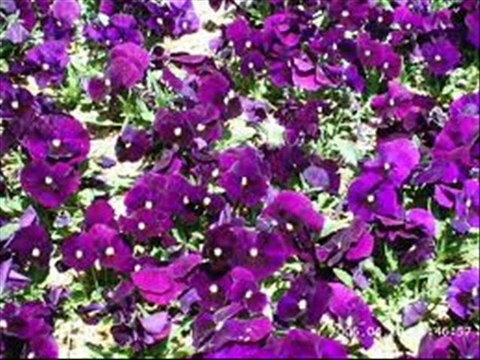 YILDIZ DEMİRKOL SAVAŞ-yıldızlıtürküler-BUGÜN BEN BİR GÜZEL GÖRDÜM