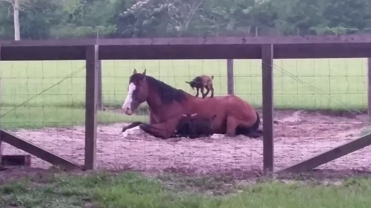Des petites chèvres sautent sur le dos d'un cheval! Adorable...