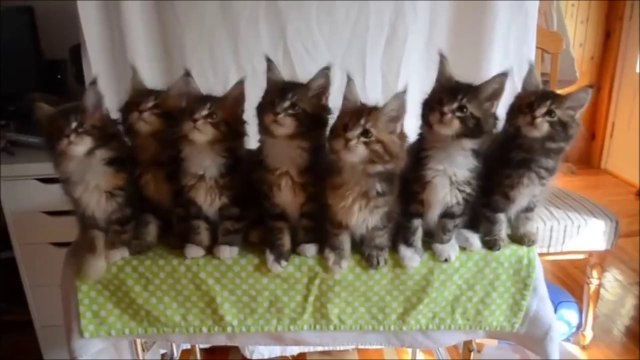 L'adorable danse synchronisée de chatons !