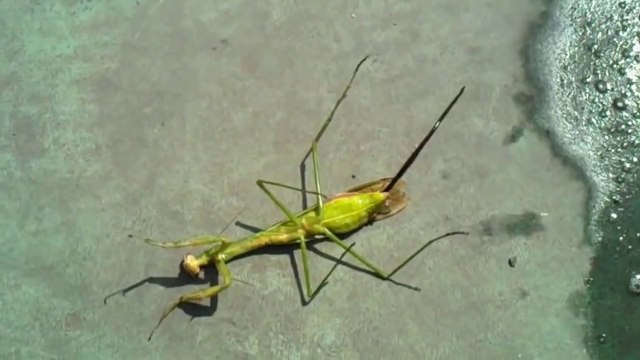 Mante religieuse zombie