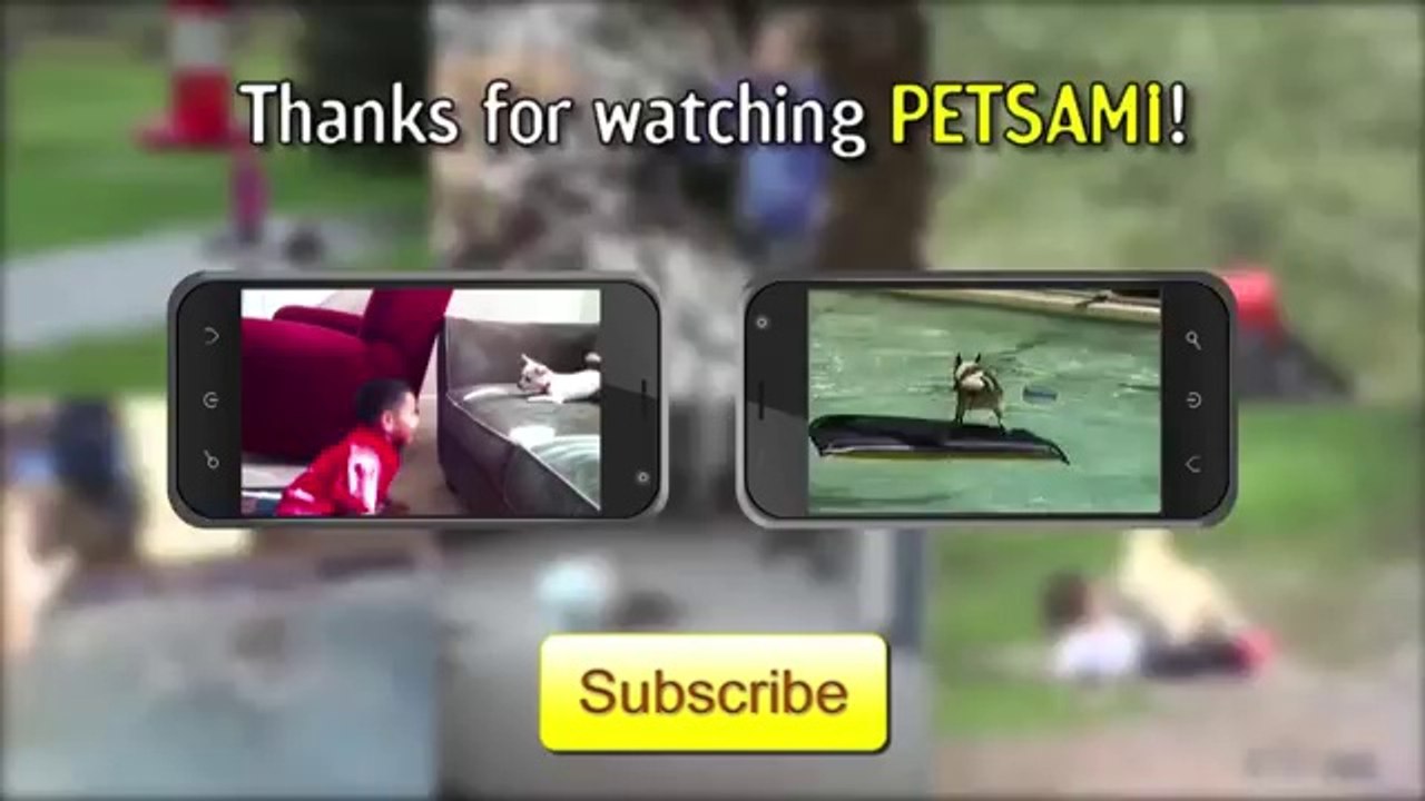 First Kiss - Babies and Dogs Compilation