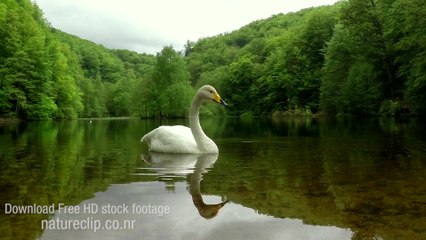 Swan Lake CC-BY NatureClip