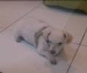 Köpeklere otel konforunda hizmet