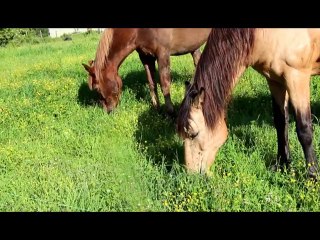 Retraite paisible pour chevaux et poneys.