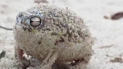 Worlds Cutest Frog Beautiful Desert Rain Frog