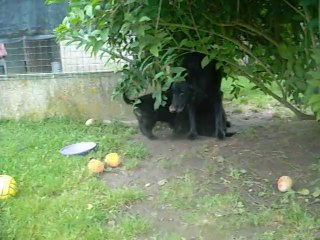 13 juillet 2014 (2) : 5.5 semaines