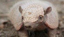 Tatou bola, mascotte de la Coupe du monde et espèce menacée