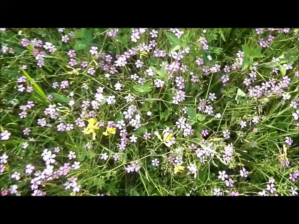 ЛЕТО, ЛЕТО-ПРИРОДА...