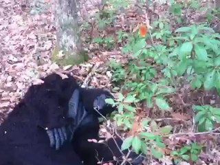 DEAD BIGFOOT FOOTAGE