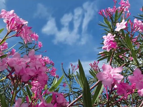 Güzel Düet Sedat Uçan Cemal Kuru