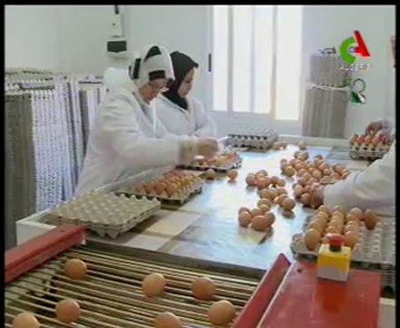 Algerie,Khenchla,Aviculture moderne