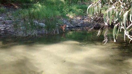 Laisa cruzando a nado el río Barayo
