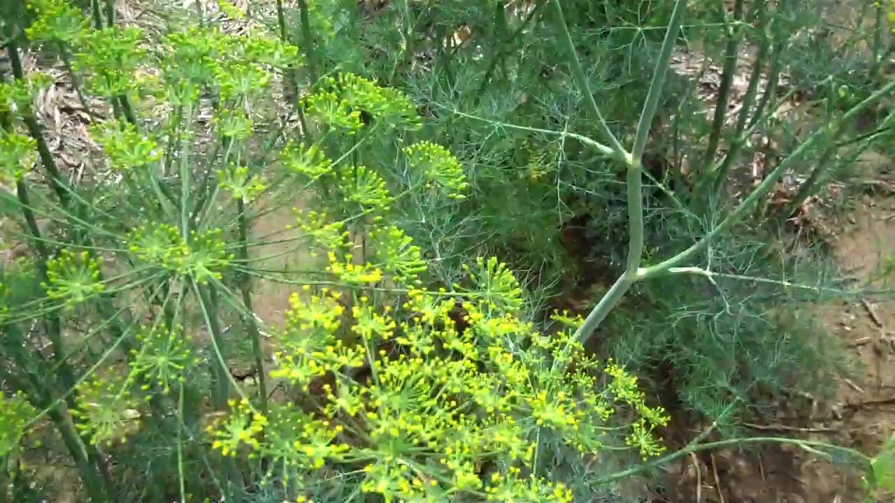My Garden Update, July 13, 2014