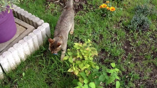 Mon chat est un chien qui ne s'assume pas !