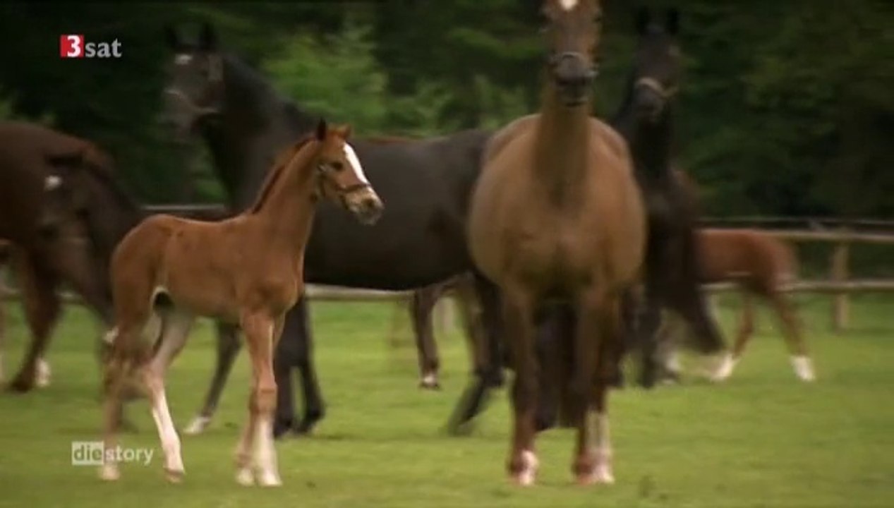Du armes Pferd - Geliebt, gequält, gedemütigt