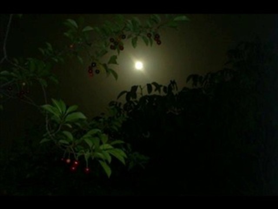 Nazım Hikmet- Bugün Pazar