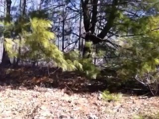 REAL BIGFOOT FOOTAGE FROM COLORADO