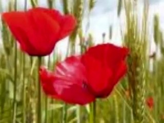 RAY CONNIFF SINGERS - AMAPOLA