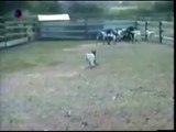 Fainting Goat funny clip