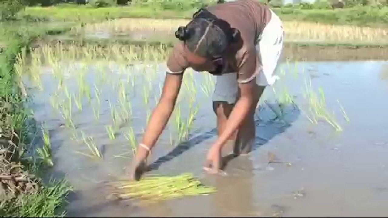 Le riz qui a beaucoup d'enfants