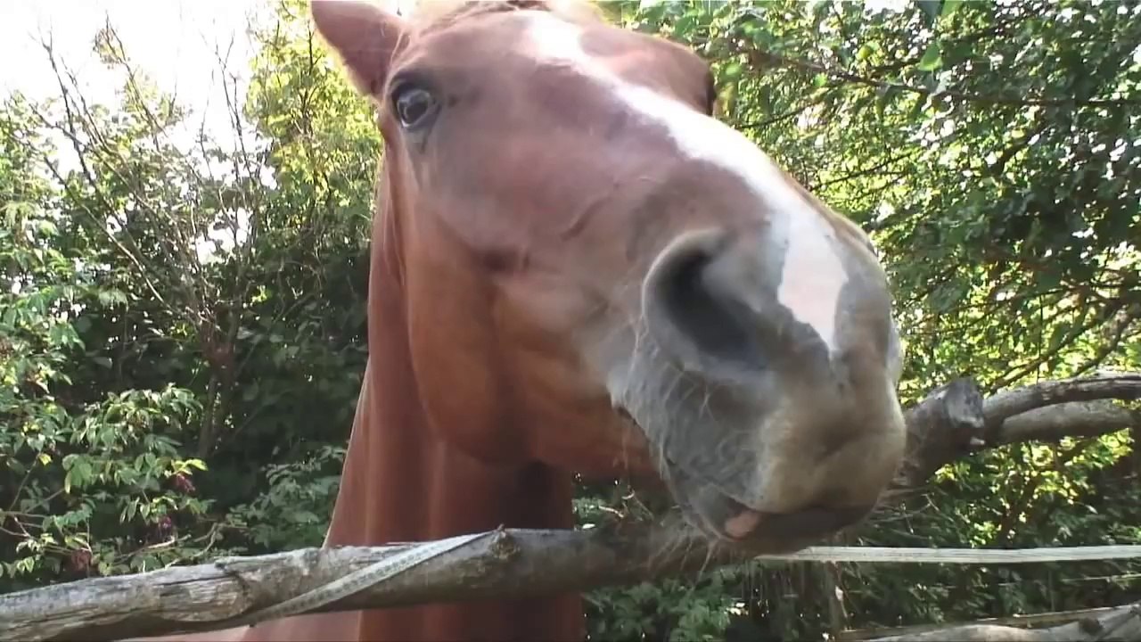 Tolvajkergetők II. 2 Családlátogatás