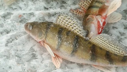 Зимняя рыбалка в Камском устье_2