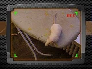 Mon Ti rat ki aimé GxP