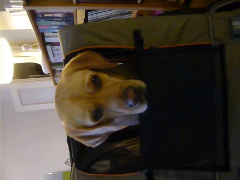 Gaillac dans la remorque