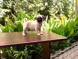 PUG MOPS YAVRULARI MUĞLA