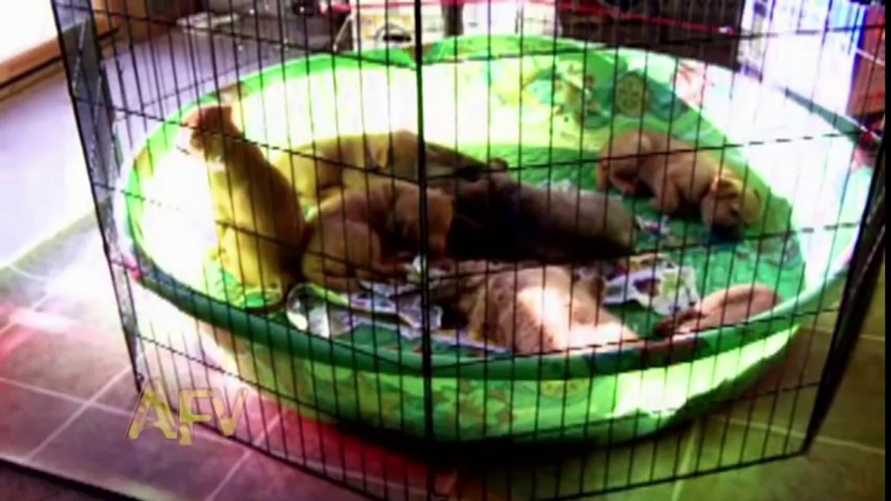 Sleeping Dogs  Compilation - wegschmeiss.de