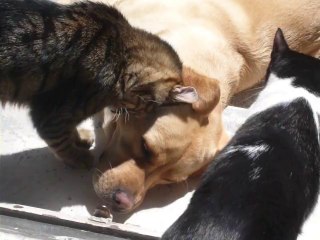 Petits câlins chien chat !