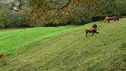 Asturias inicia plan "Más que un respiro" para ganaderas